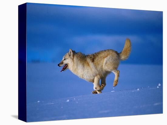 Arctic Wolf Runs in Snow, Canis Lupus Arctos-Lynn M^ Stone-Stretched Canvas