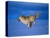 Arctic Wolf Runs in Snow, Canis Lupus Arctos-Lynn M^ Stone-Stretched Canvas