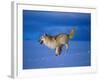 Arctic Wolf Runs in Snow, Canis Lupus Arctos-Lynn M^ Stone-Framed Photographic Print