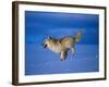 Arctic Wolf Runs in Snow, Canis Lupus Arctos-Lynn M^ Stone-Framed Photographic Print