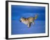 Arctic Wolf Runs in Snow, Canis Lupus Arctos-Lynn M^ Stone-Framed Photographic Print