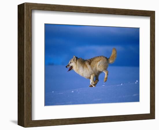 Arctic Wolf Runs in Snow, Canis Lupus Arctos-Lynn M^ Stone-Framed Photographic Print