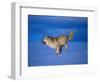 Arctic Wolf Runs in Snow, Canis Lupus Arctos-Lynn M^ Stone-Framed Photographic Print