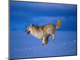 Arctic Wolf Runs in Snow, Canis Lupus Arctos-Lynn M^ Stone-Mounted Photographic Print