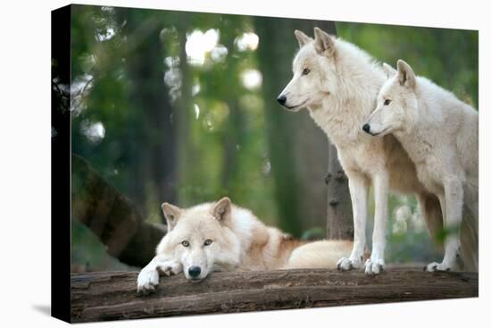 Arctic Wolves-Lantern Press-Stretched Canvas