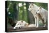 Arctic Wolves-Lantern Press-Stretched Canvas
