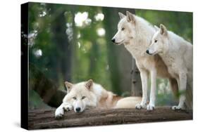 Arctic Wolves-Lantern Press-Stretched Canvas