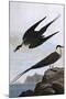 Arctic Yager-John James Audubon-Mounted Art Print