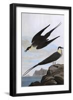 Arctic Yager-John James Audubon-Framed Art Print