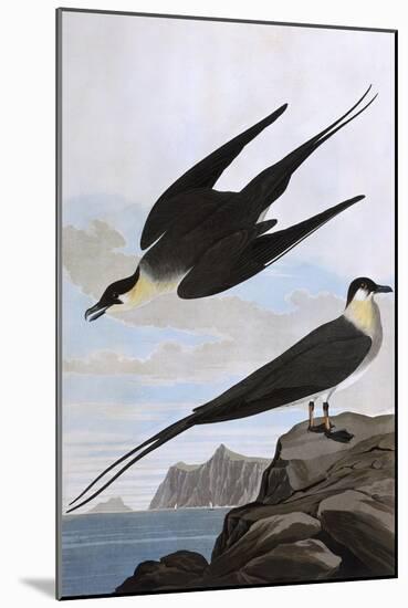 Arctic Yager-John James Audubon-Mounted Art Print