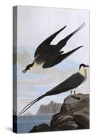 Arctic Yager-John James Audubon-Stretched Canvas