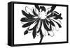 Ardent Bloom-Filippo Ioco-Framed Stretched Canvas