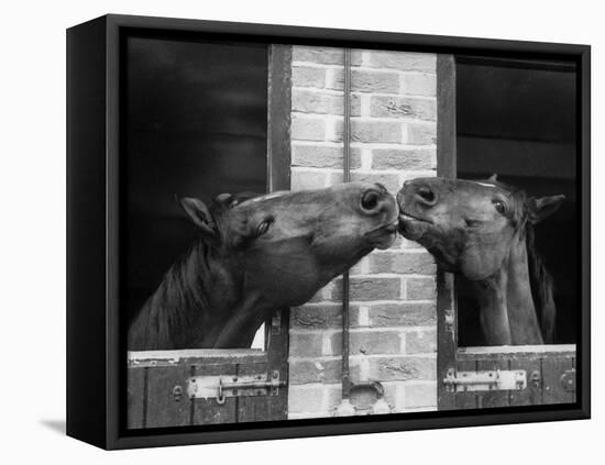 Ardent Haven and Old Glory, Horses at the Bill Roach Stables at Lambourn-null-Framed Stretched Canvas