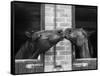 Ardent Haven and Old Glory, Horses at the Bill Roach Stables at Lambourn-null-Framed Stretched Canvas