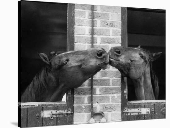 Ardent Haven and Old Glory, Horses at the Bill Roach Stables at Lambourn-null-Stretched Canvas