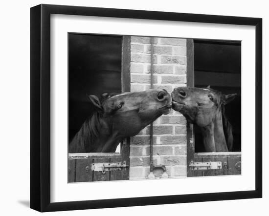 Ardent Haven and Old Glory, Horses at the Bill Roach Stables at Lambourn-null-Framed Premium Photographic Print