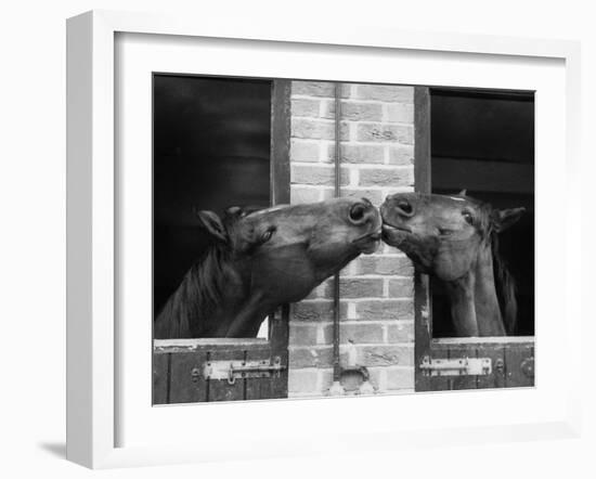 Ardent Haven and Old Glory, Horses at the Bill Roach Stables at Lambourn-null-Framed Premium Photographic Print