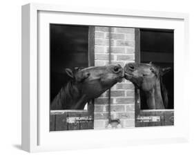 Ardent Haven and Old Glory, Horses at the Bill Roach Stables at Lambourn-null-Framed Premium Photographic Print