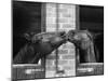 Ardent Haven and Old Glory, Horses at the Bill Roach Stables at Lambourn-null-Mounted Premium Photographic Print