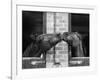 Ardent Haven and Old Glory, Horses at the Bill Roach Stables at Lambourn-null-Framed Photographic Print