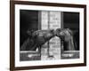 Ardent Haven and Old Glory, Horses at the Bill Roach Stables at Lambourn-null-Framed Photographic Print