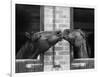 Ardent Haven and Old Glory, Horses at the Bill Roach Stables at Lambourn-null-Framed Photographic Print