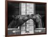 Ardent Haven and Old Glory, Horses at the Bill Roach Stables at Lambourn-null-Framed Photographic Print