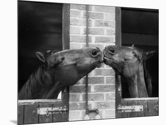 Ardent Haven and Old Glory, Horses at the Bill Roach Stables at Lambourn-null-Mounted Photographic Print