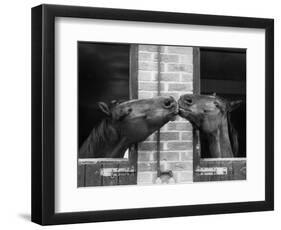 Ardent Haven and Old Glory, Horses at the Bill Roach Stables at Lambourn-null-Framed Photographic Print