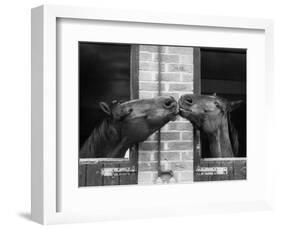 Ardent Haven and Old Glory, Horses at the Bill Roach Stables at Lambourn-null-Framed Photographic Print