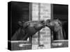 Ardent Haven and Old Glory, Horses at the Bill Roach Stables at Lambourn-null-Stretched Canvas