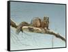 Are You Nuts-Rusty Frentner-Framed Stretched Canvas