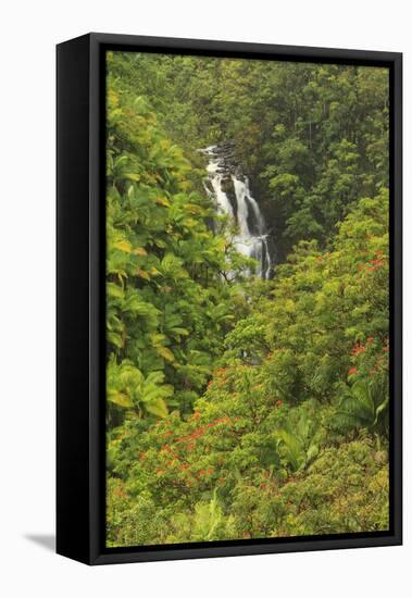 Area around Nanue Falls and stream, Hakalau, Hamakua Coast, Big Island, Hawaii-Stuart Westmorland-Framed Stretched Canvas