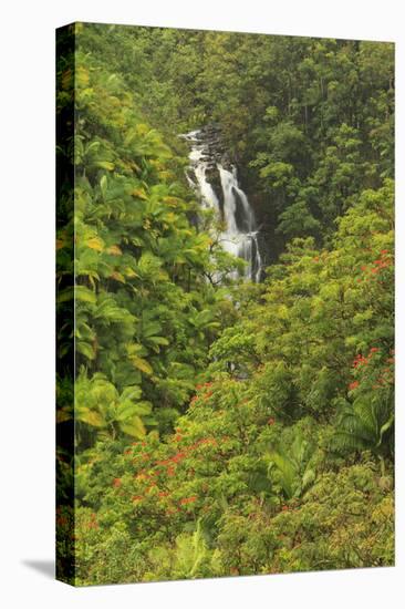 Area around Nanue Falls and stream, Hakalau, Hamakua Coast, Big Island, Hawaii-Stuart Westmorland-Stretched Canvas