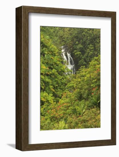 Area around Nanue Falls and stream, Hakalau, Hamakua Coast, Big Island, Hawaii-Stuart Westmorland-Framed Photographic Print