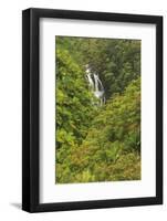 Area around Nanue Falls and stream, Hakalau, Hamakua Coast, Big Island, Hawaii-Stuart Westmorland-Framed Photographic Print