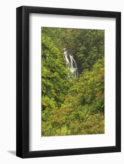 Area around Nanue Falls and stream, Hakalau, Hamakua Coast, Big Island, Hawaii-Stuart Westmorland-Framed Photographic Print