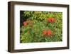 Area around Nanue Falls and stream, Hakalau, Hamakua Coast, Big Island, Hawaii-Stuart Westmorland-Framed Photographic Print