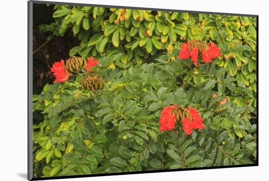 Area around Nanue Falls and stream, Hakalau, Hamakua Coast, Big Island, Hawaii-Stuart Westmorland-Mounted Photographic Print