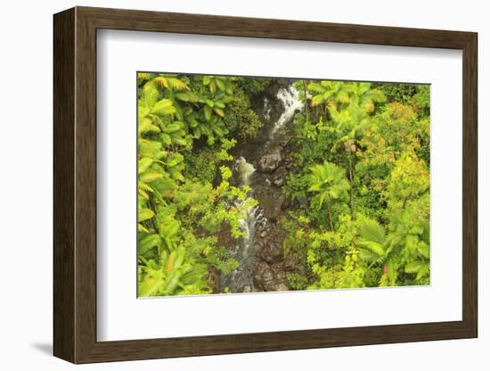 Area around Nanue Falls and stream, Hakalau, Hamakua Coast, Big Island, Hawaii-Stuart Westmorland-Framed Photographic Print