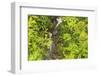 Area around Nanue Falls and stream, Hakalau, Hamakua Coast, Big Island, Hawaii-Stuart Westmorland-Framed Photographic Print