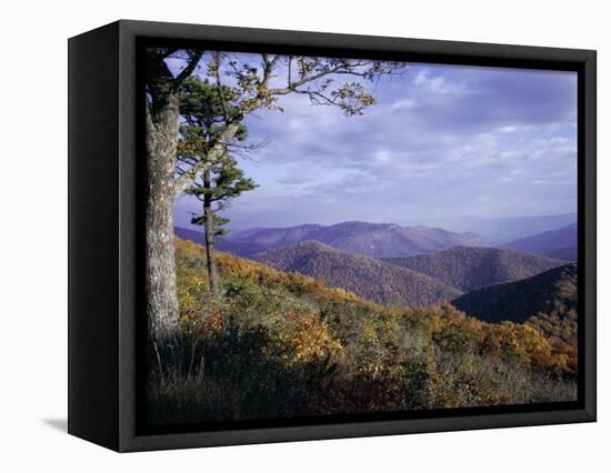 Area Near Loft Mountain, Shenandoah National Park, Virginia, USA-James Green-Framed Stretched Canvas