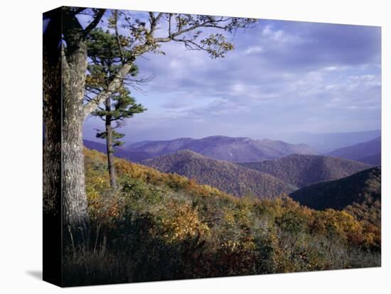 Area Near Loft Mountain, Shenandoah National Park, Virginia, USA-James Green-Stretched Canvas