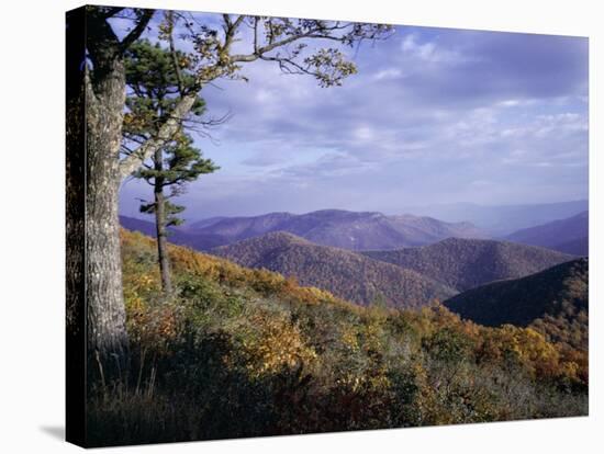 Area Near Loft Mountain, Shenandoah National Park, Virginia, USA-James Green-Stretched Canvas