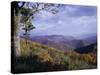 Area Near Loft Mountain, Shenandoah National Park, Virginia, USA-James Green-Stretched Canvas