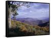 Area Near Loft Mountain, Shenandoah National Park, Virginia, USA-James Green-Framed Stretched Canvas