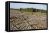 Area of Felled Non-Native Plantation, Flow Country, Highland, Scotland, UK-Mark Hamblin-Framed Stretched Canvas