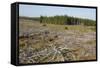 Area of Felled Non-Native Plantation, Flow Country, Highland, Scotland, UK-Mark Hamblin-Framed Stretched Canvas