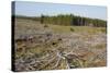 Area of Felled Non-Native Plantation, Flow Country, Highland, Scotland, UK-Mark Hamblin-Stretched Canvas