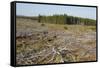 Area of Felled Non-Native Plantation, Flow Country, Highland, Scotland, UK-Mark Hamblin-Framed Stretched Canvas